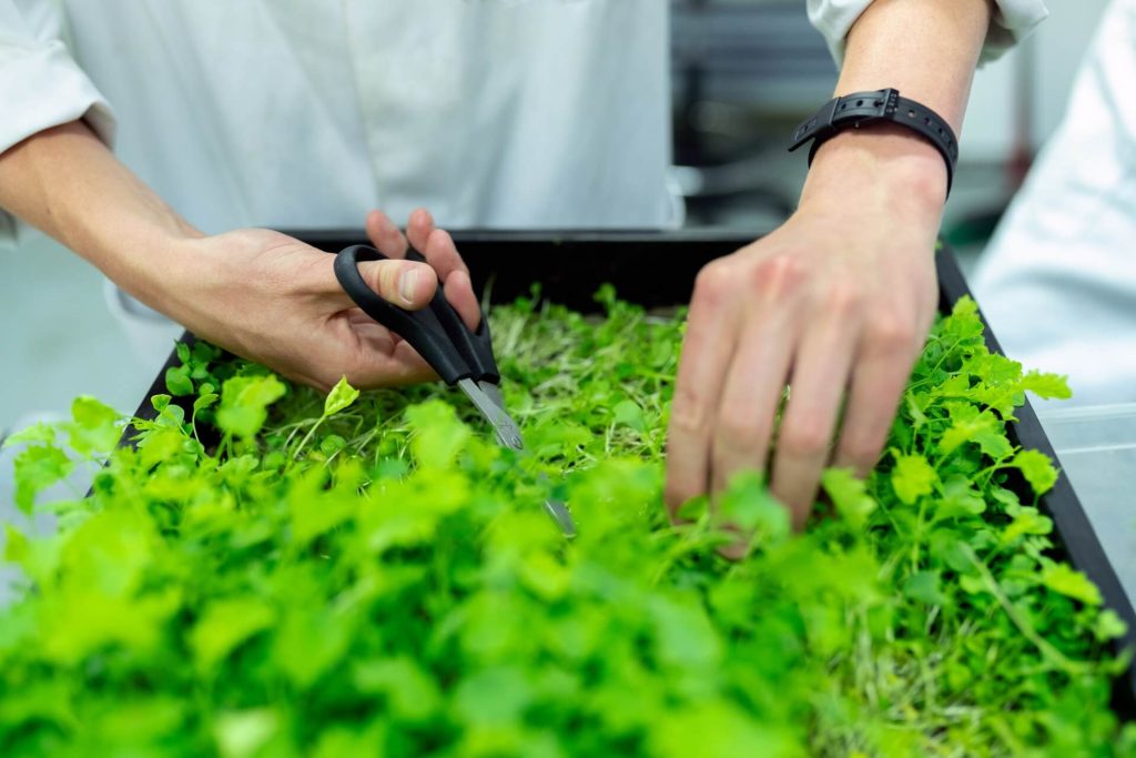 gardening