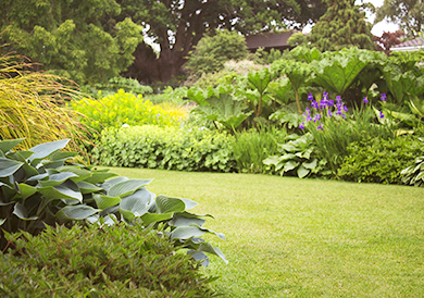 Garden1